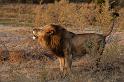 162 Okavango Delta, brullende leeuw